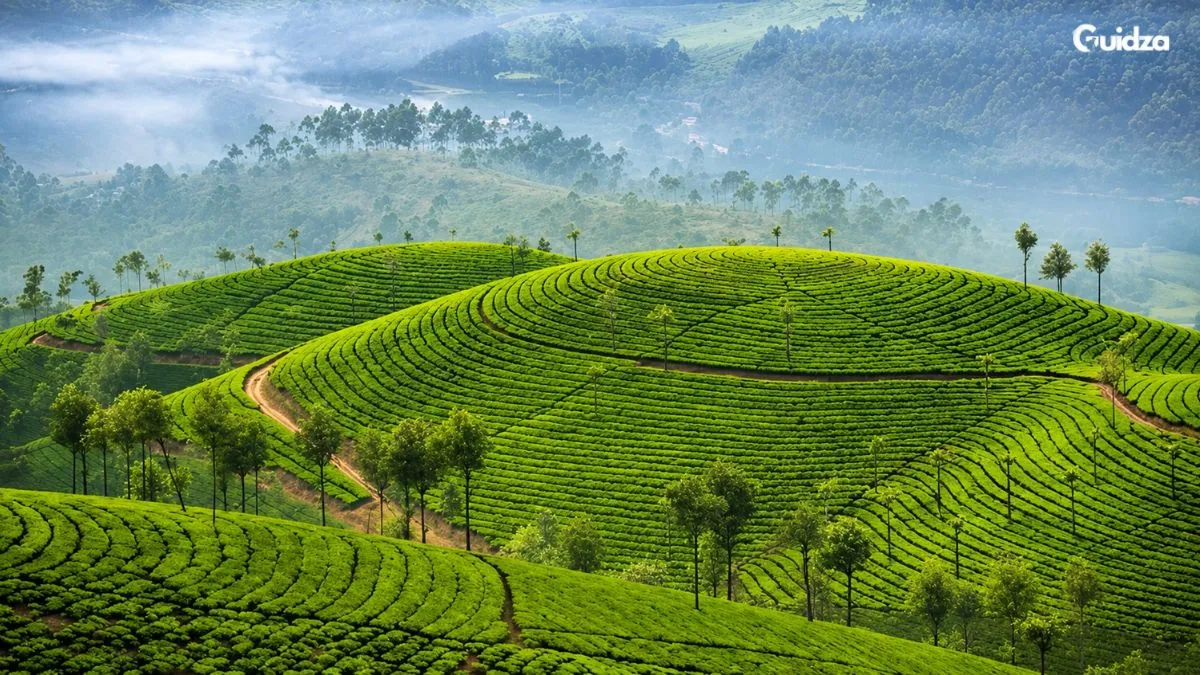 Munnar's Tea Plantations